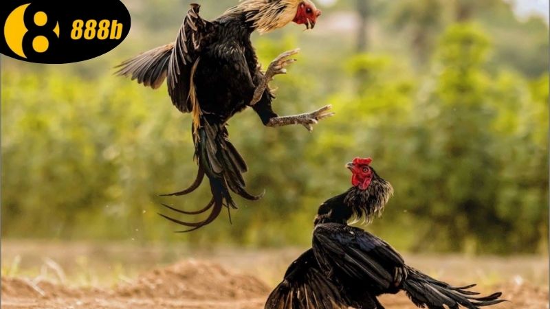 Đá Gà 888b - Trải Nghiệm Cá Cược Thú Vị Trong Thế Giới Đá Gà 1 cac-loai-hinh-ca-cuoc-duoc-cung-cap-o-trong-da-ga-888b